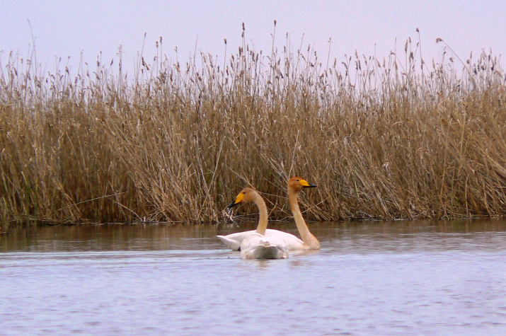 Лебединая пара (лебедь кликун)