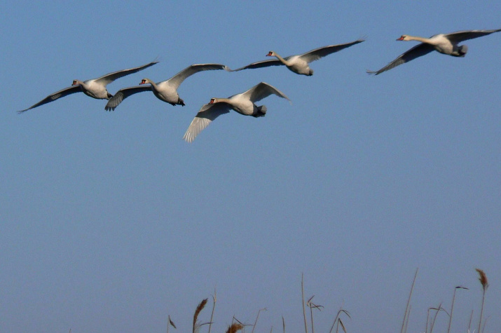 Лебединый полет (лебедь шипун)