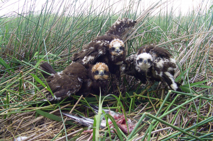 Птенцы болотного луня