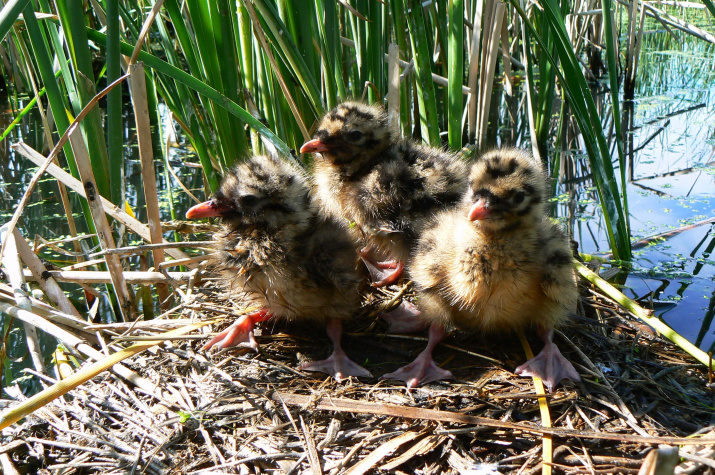 Птенцы озёрной чайки