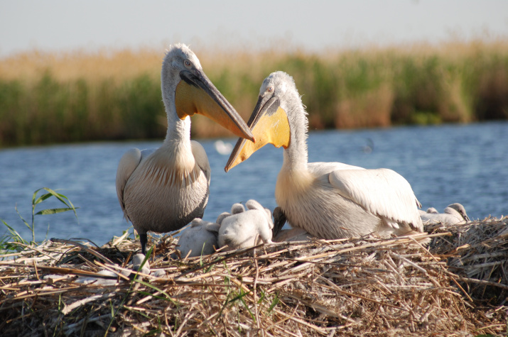 Семейная пара