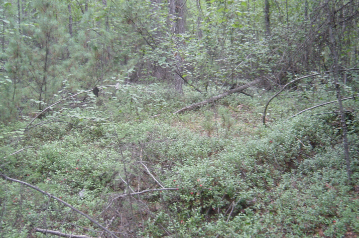 Фото: Павел Ткаченко