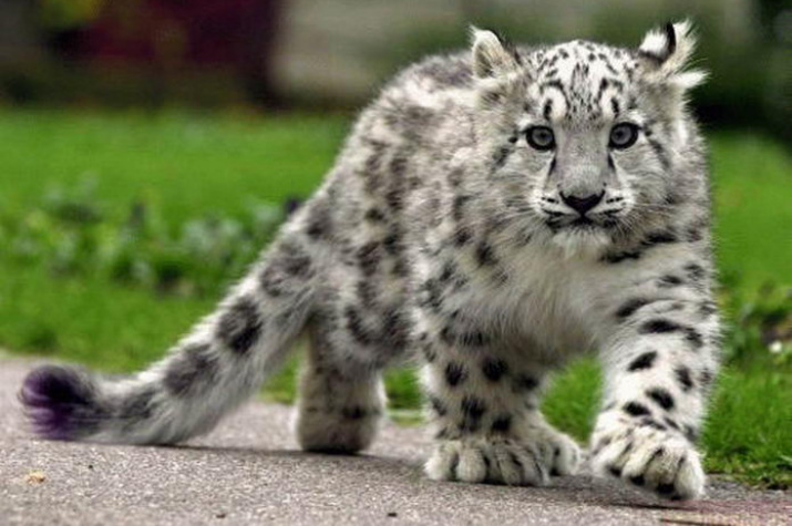 The snow leopard | Russian Geographical Society