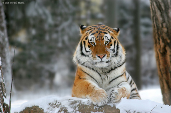 About the Siberian tiger  Russian Geographical Society