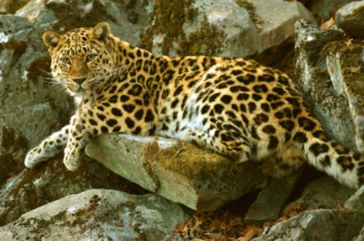 Guests of the Festival named an Amur leopard | Russian Geographical Society