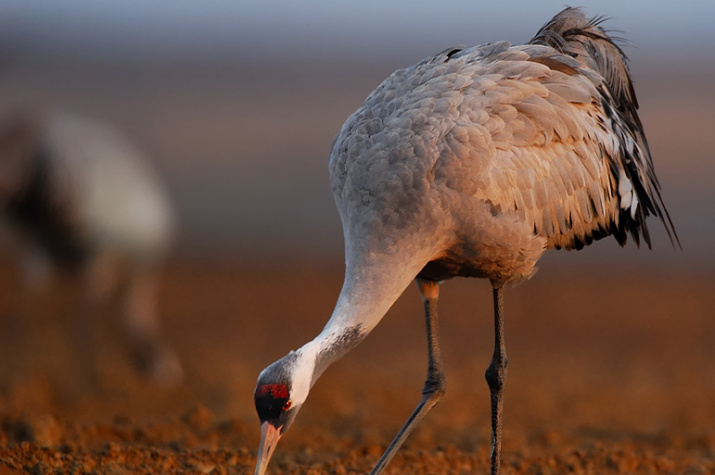 Every year students from Taldom sow the grain in the particular zone called “Crane Field”, which attracts not only cranes in the fall, but also geese during spring migration