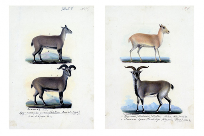 Куку-яман. Рис. Кронвальда (экспедиция Н.М. Пржевальского)