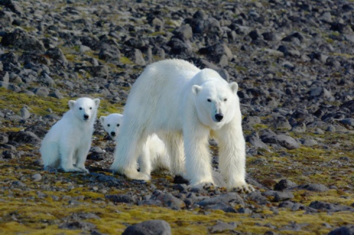 Female polar bear with two cubs, Hooker Island, Franz Joseph Land. Photo: www.rus-arc.ru, M. Ivanov