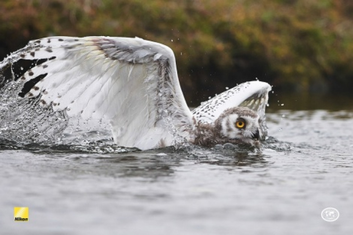 A white owl swimming the river