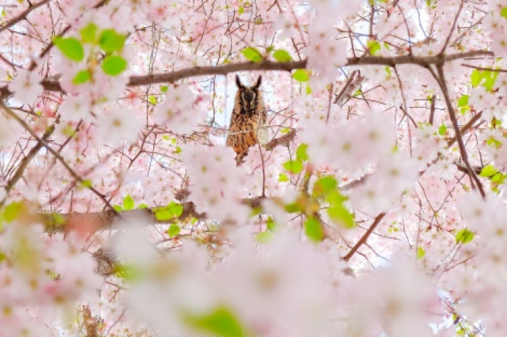 Owl-Mistress of Sakura. Photo of the finalist of the III photo contest of the Russian Geographical Society «The most beautiful country»