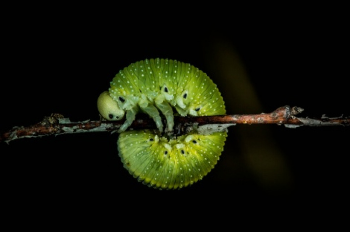 «Caterpillar». Photo by Timur Gayfullin