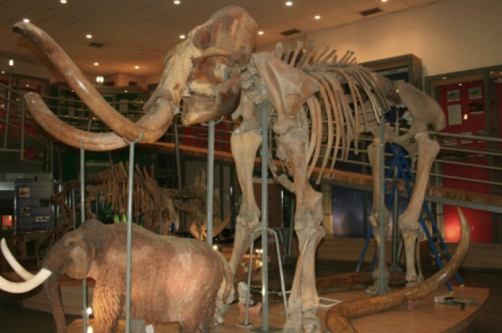 Churapchinsky mammoth