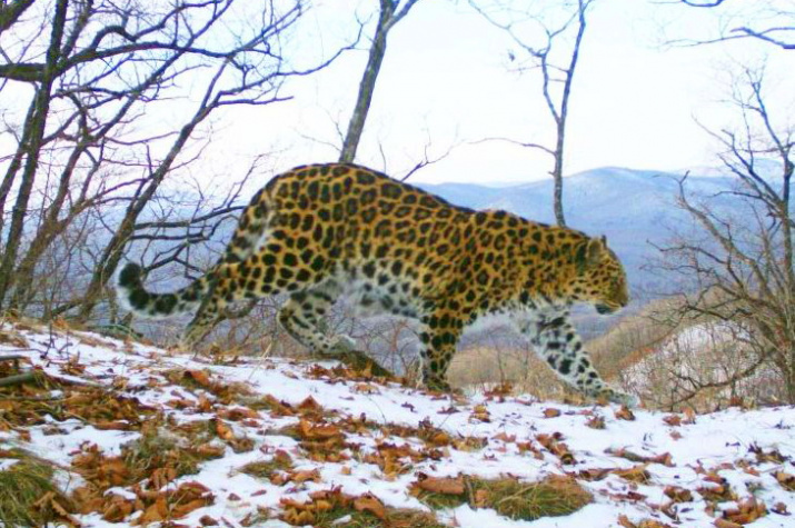 Один из безымянных леопардов - самка Leo 17F