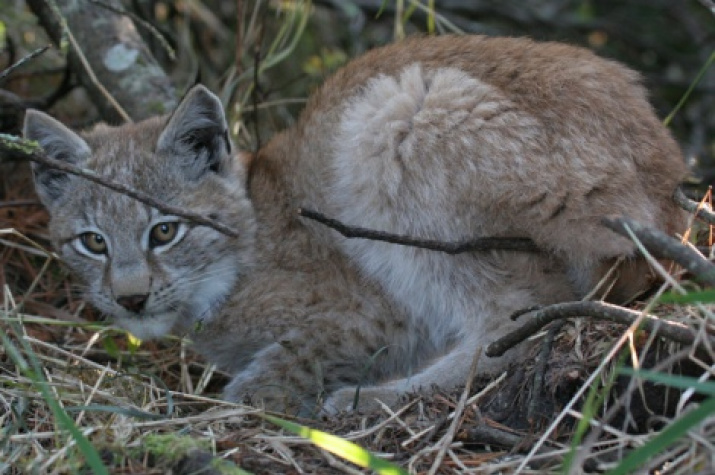 East Siberian lynx cub. Photo: Ludmila Anisimova