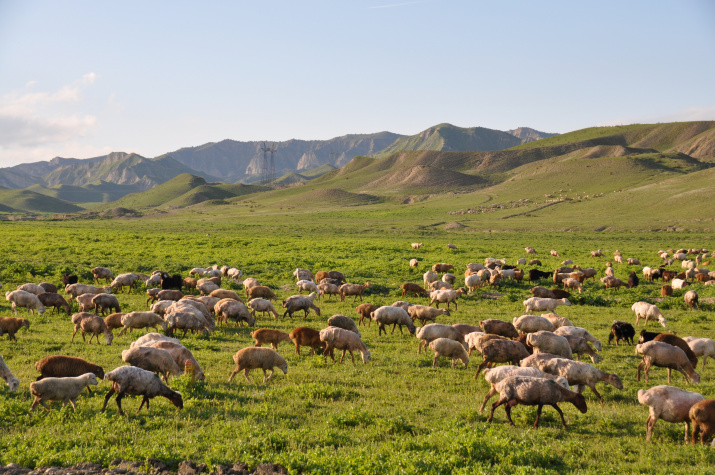 Овцы на предгорных пастбищах Большого Кавказа