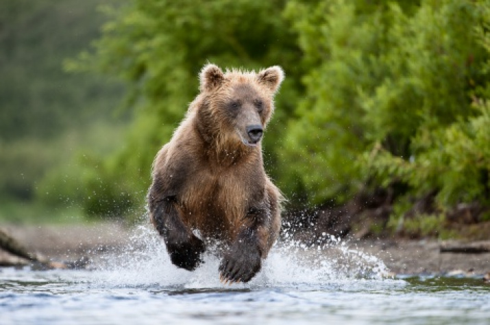 The Kamchatka bear. Photo: Dmitry Shpilenok