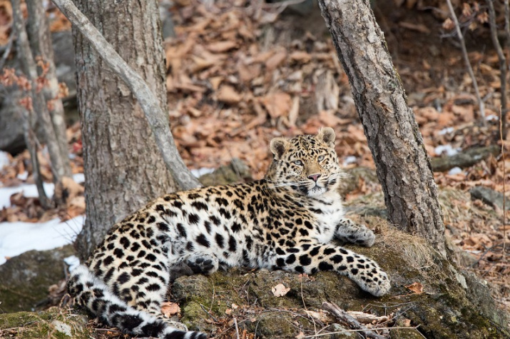 Леопардесса Бэри. Фото: Николай Зиновьев