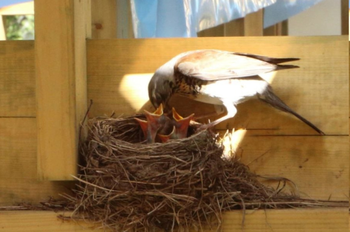 Бердвотчерская заметка. Фото: Любовь Соколова, член Владимирского областного отделения РГО