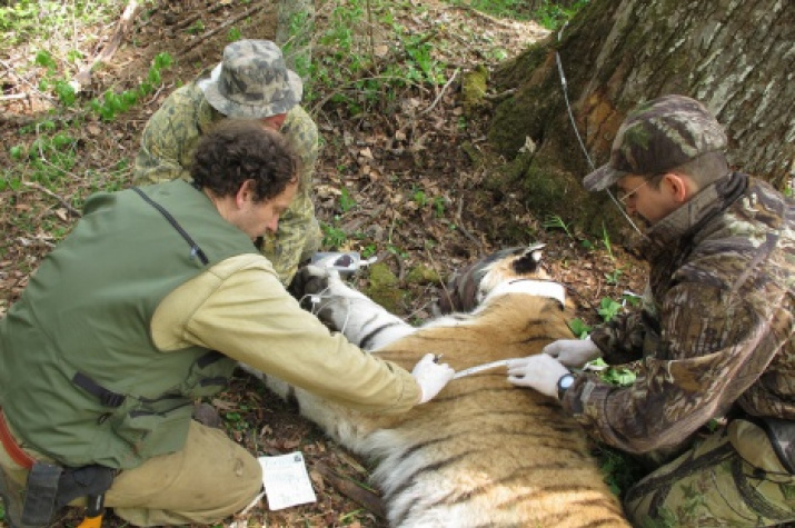 Taking the key measurements  with  young male Siberian tiger