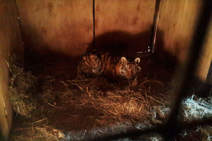 Тигрица в карантинном блоке. Фото: Леонид Зайка