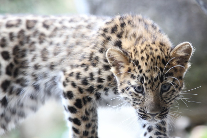 Леопард, проживающий вблизи маршрута пробега. Фото предоставлено Национальным парком "Земля леопарда"