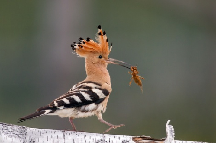 A hoopoe. Photo courtesy of the organizers of «The Golden Turtle» festival