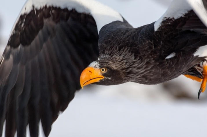 «The Cold Pole connects the oceans» expedition has found the nesting places of Steller's sea eagle. Photo by Sergey Gorshkov