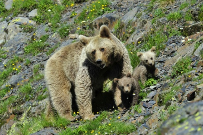 The travelling will start with the Caucasus Nature reserve. Photo by Sergey Trepet, the finalist of «The most beautiful country» contest