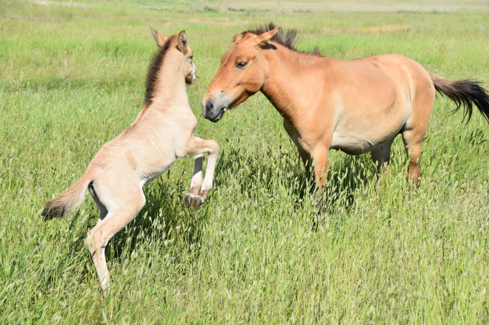Лошадь Пржевальского с жеребенком