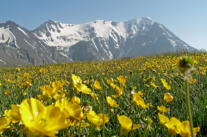 Горно-луговой ландшафт. Фото предоставлено Дагестанским республиканским отделением РГО