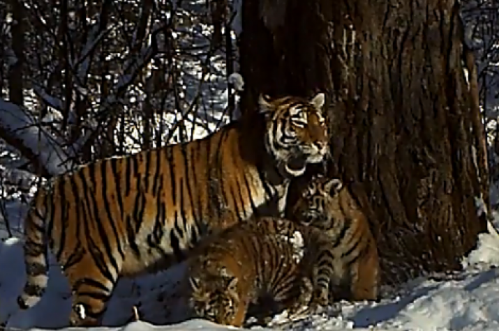 The tigers` family. A cadre of the camera trap