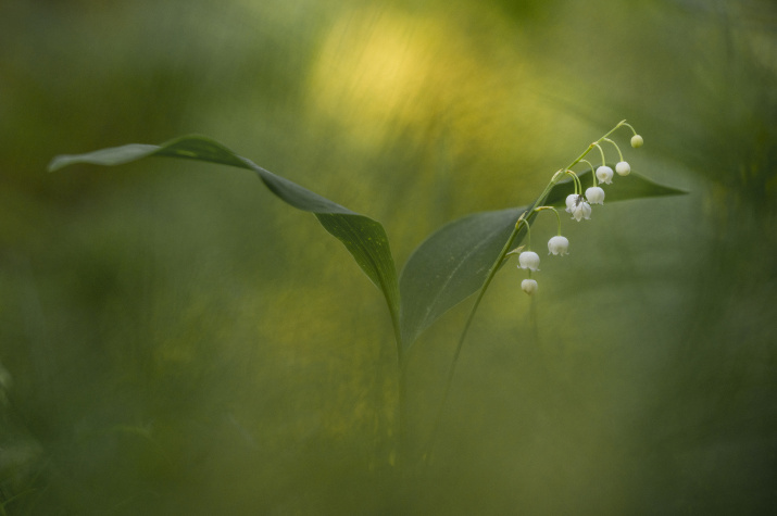 Фото: Александр Иванов, участник фотоконкурса РГО "Самая красивая страна"