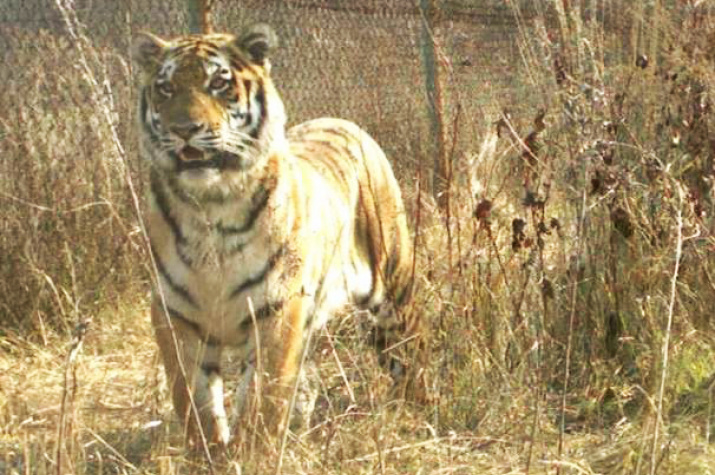 Фото предоставлено АНО "Центр "Амурский тигр"