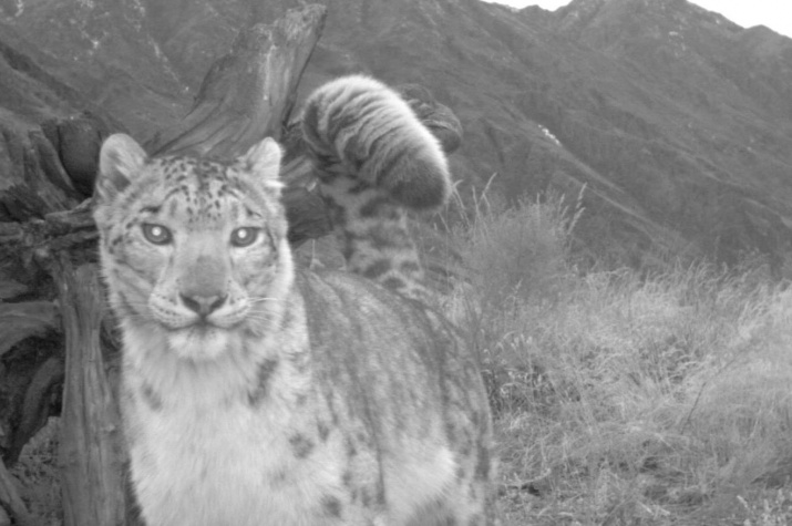 Фото: с фотоловушки Саяно-Шушенского заповедника