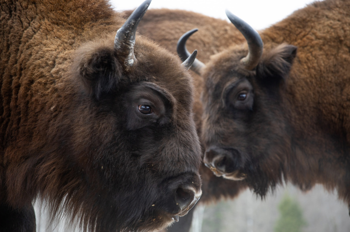Дикие зубры. Калужская область. Фото: Александра Сазонова, участница фотоконкурса РГО "Самая красивая страна"