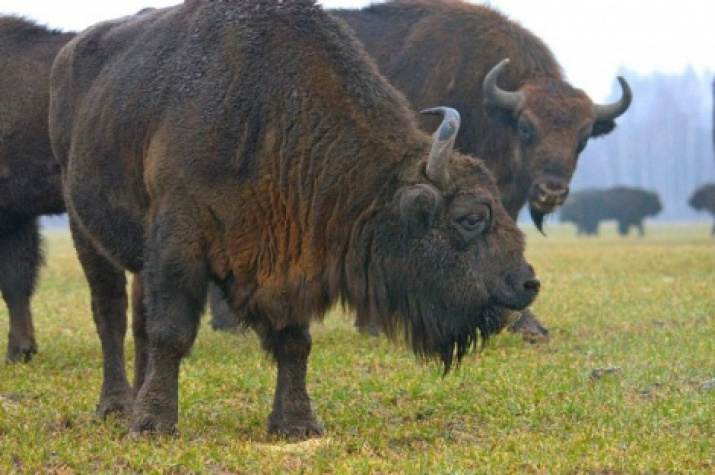 Photo from the website of the national park "Orlovskoe Polesye"