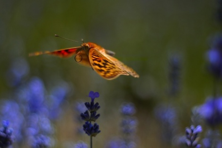 «Fluttering». Photo by Zoya Kovaleva