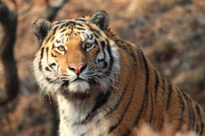 Amur tiger. Photo by Svetlana Sutyrina