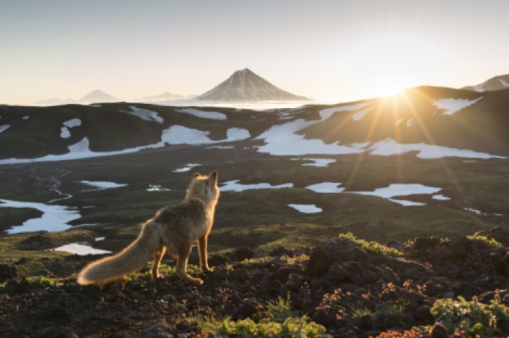 Wise fox meets the dawn. Photo by: Alexander Zus’ 