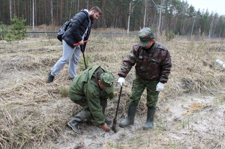 Посадка сосен в парке Мещера