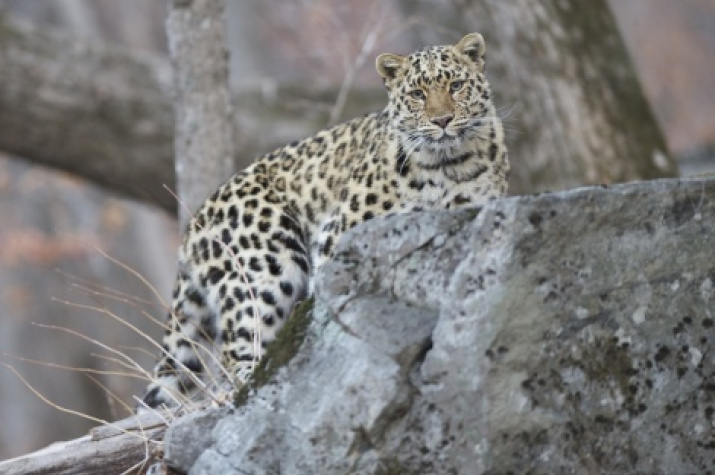 Photo by: Valery Maleev. Provided by the  "Far Eastern Leopard" organization 