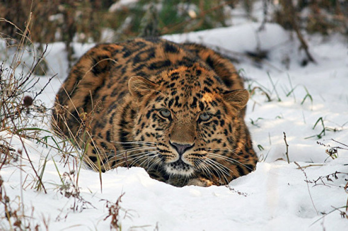 Leo 80M. Фото предоставлено ФГБУ "Земля леопарда"