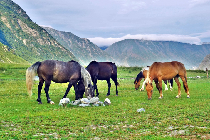 Лошади у реки Чулышман