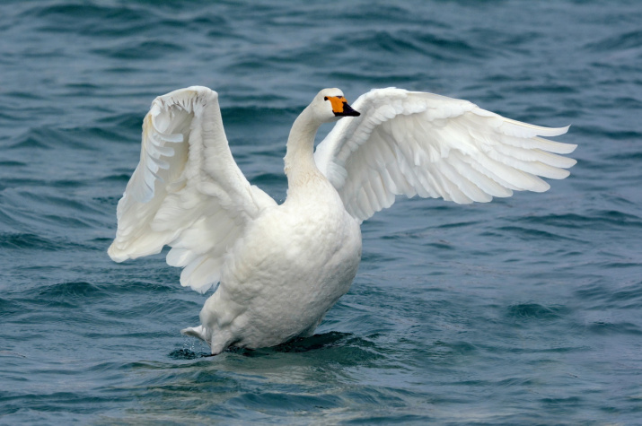 В Череповецкий район с зимовки вернулись лебеди.