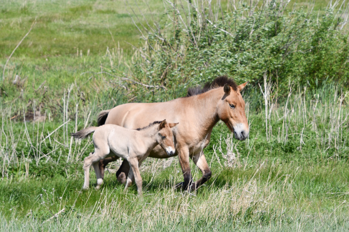 Лошадь Пржевальского Сашенька и жеребенок. Фото: А. Чибилёва