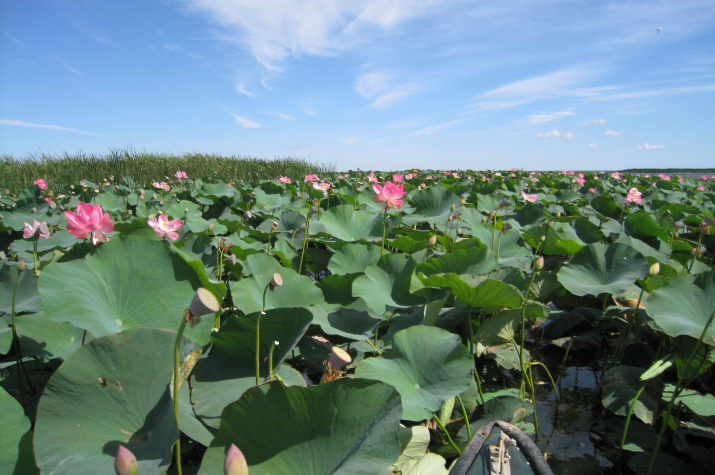 Лотосовые поля