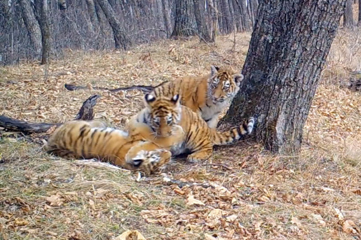 Фото с сайта leopard-land.ru