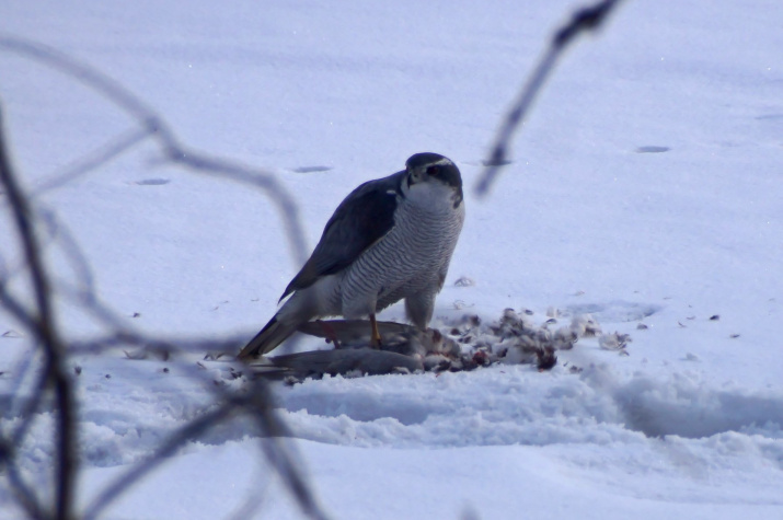 Автор фото: Элинор Пэйт