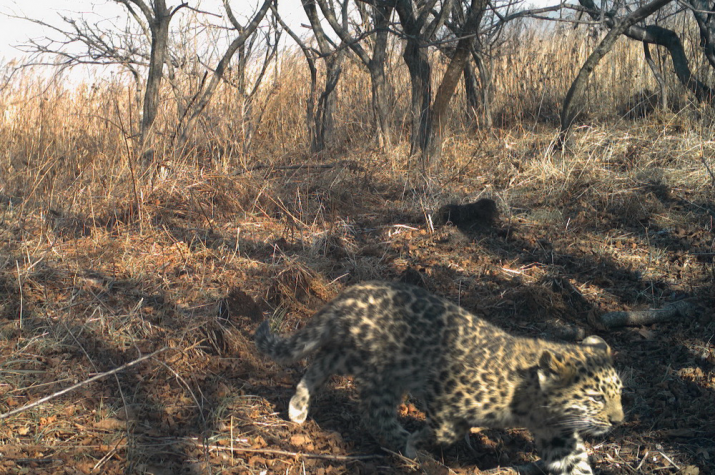 Фото: национальный парк "Земля леопарда"