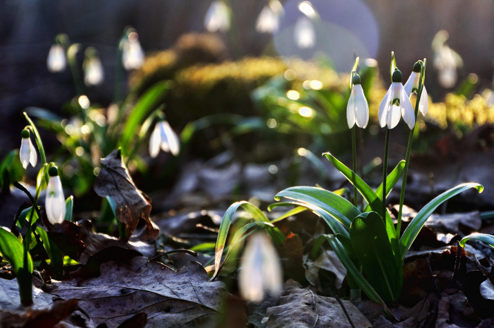 Весна. Фото: Олег Константинов